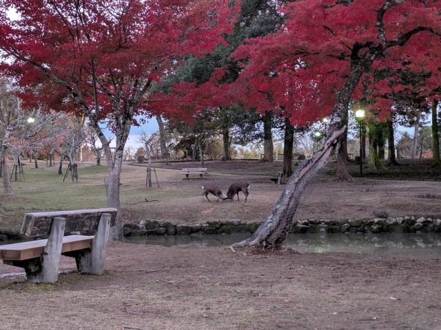 奈良公園の鹿と秋の紅葉