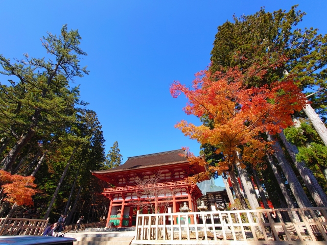高野山の秋の紅葉