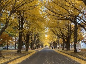 北海道大学札幌キャンパスのイチョウ並木