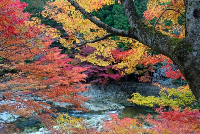 岡山県奥津渓の秋の紅葉