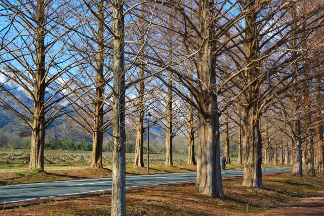滋賀県のメタセコイア並木の紅葉