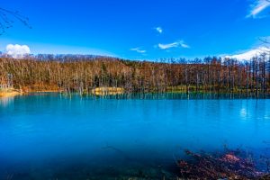 北海道美瑛町の白金青い池の秋景色