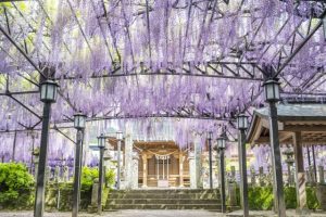 福岡県八女市の八女黒木大藤