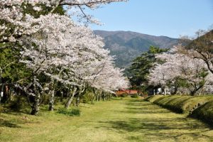 青森県十和田市で行われる桜流鏑馬