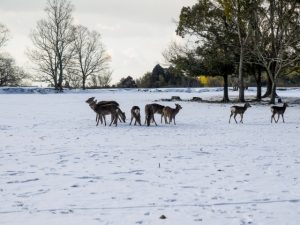 奈良公園の冬散策