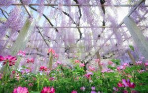 滋賀県草津市の三大神社に咲く砂擦りの藤