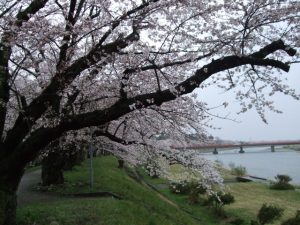 岩手県北上市の北上展勝地の桜