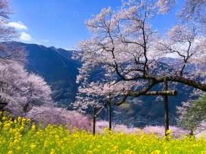 高知県仁淀川町のひょうたん桜