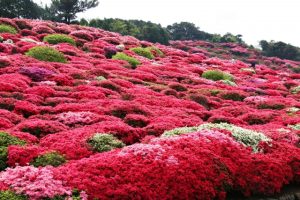 長崎県佐世保市の長串山公園に咲くつつじ