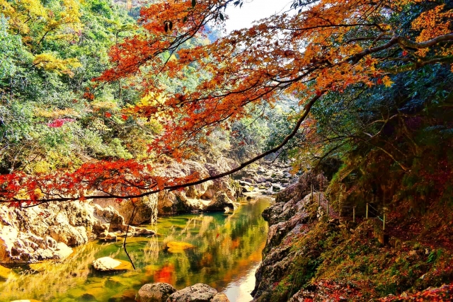 山口県長門峡の秋の紅葉