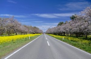 秋田県大潟村の桜と菜の花