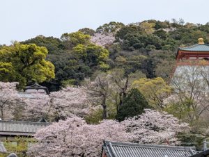 和歌山県和歌山市にある紀三井寺の桜
