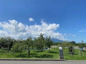 弘前市りんご公園に咲くりんごの花