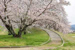 三重県伊勢市を流れる宮川沿いの桜