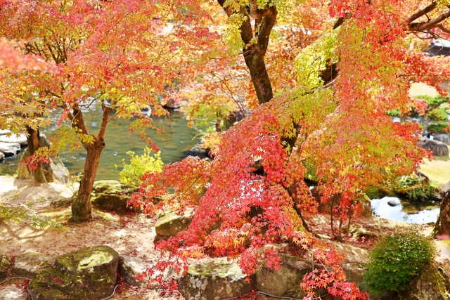 大分県耶馬溪の秋の紅葉