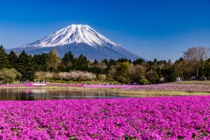 富士山を背景に広がる富士芝桜まつり