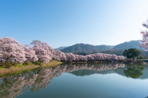 長野県伊那市の高遠城址公園に咲く桜