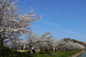 香川県さぬき市にある亀鶴公園の桜