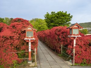 京都府長岡京市の長岡天満宮に咲くキリシマツツジ