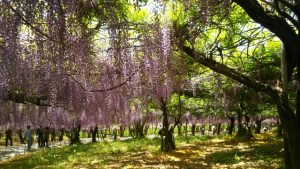 大分県宇佐市にある千財農園の藤棚