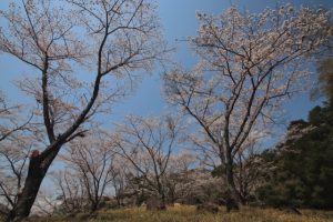 熊本県人吉市にある人吉梅園の梅