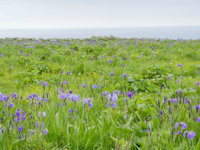 北海道厚岸町の原生花園あやめヶ原