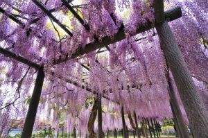 兵庫県朝来市の白井大町藤公園