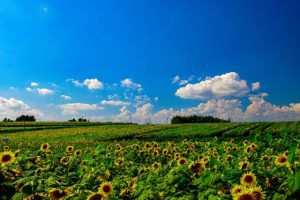 宮城県大崎市の三本木ひまわりの丘に咲く菜の花