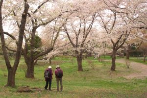 北海道森町の青葉ヶ丘公園に咲く桜