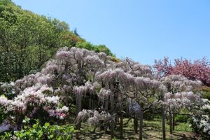 栃木県足利市のあしかがフラワーパークに咲く大藤