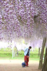 鹿児島県霧島市の和気公園に咲く藤