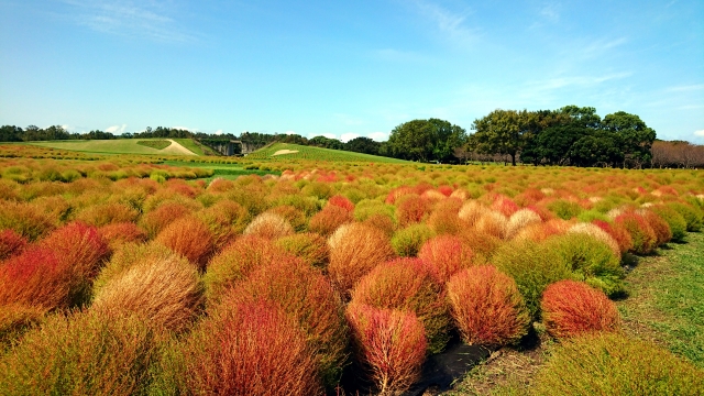 福岡県国営海の中道海浜公園の秋の花