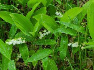 北海道平取町の芽生すずらん群生地