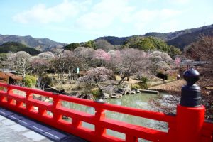 愛媛県宇和島市の南楽園に咲く桜