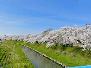 愛知県岩倉市を流れる五条川の桜