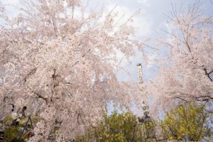 徳島県神山町のゆうかの里に咲くしだれ桜