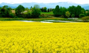 北海道滝川市に広がる菜の花畑