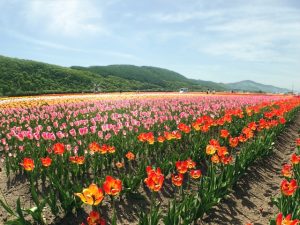 北海道湧別町のかみゆうべつチューリップ公園