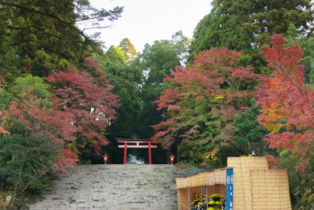 鹿児島県霧島神宮の秋の紅葉