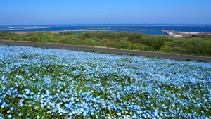 茨城県の国営ひたち海浜公園に広がるネモフィラ