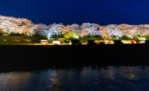 福井県福井市の足羽川桜並木