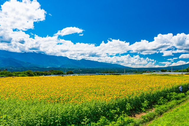 山梨県北杜市明野のひまわり畑