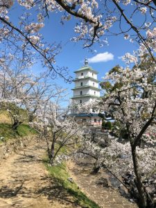 香川県多度津町にある桃陵公園の桜