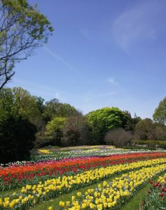 奈良県営馬見丘陵公園の春のチューリップ