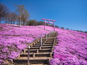 北海道大空町のひがしもこと芝桜公園