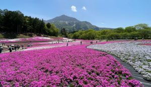 埼玉県秩父市の羊山公園に広がる芝桜